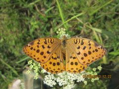 Argynnis laodice