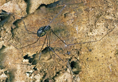 Wugigarra