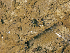 Wugigarra