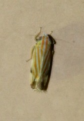 Deltanus texanus