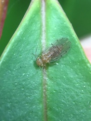 Ectopsocus californicus