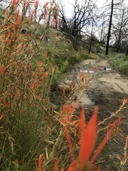 Castilleja minor stenantha