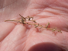 Pectocarya heterocarpa