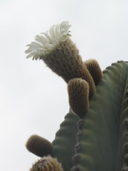 Pachycereus pringlei