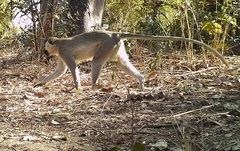 Chlorocebus tantalus