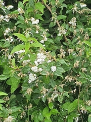 Deutzia scabra
