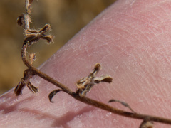Pectocarya heterocarpa