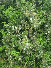 Deutzia scabra