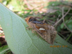 Autographa excelsa