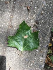 Platanus × hispanica