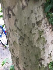 Platanus × hispanica