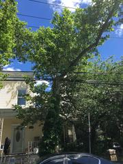 Platanus × hispanica