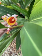 Alpinia nutans