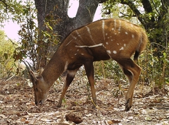 Tragelaphus scriptus