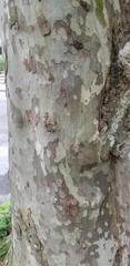 Platanus