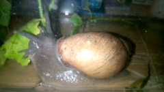 Megalobulimus