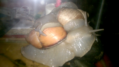 Megalobulimus