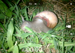 Megalobulimus