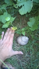 Megalobulimus