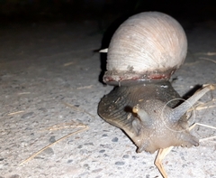 Megalobulimus