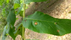 Phylloxera caryaeavellana