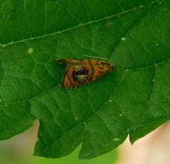 Olethreutes arcuella