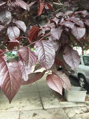 Prunus cerasifera