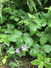 Geranium sylvaticum