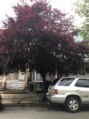Prunus cerasifera
