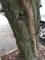 Prunus cerasifera