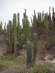 Pachycereus pringlei