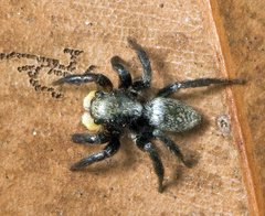 Salpesia