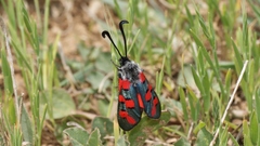 Zygaena rhadamanthus
