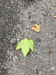 Platanus × hispanica