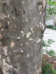 Platanus × hispanica