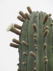 Pachycereus pringlei