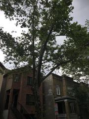 Platanus × hispanica