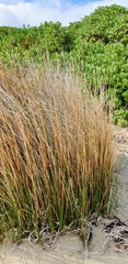 Juncus kraussii