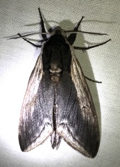 Sphinx drupiferarum