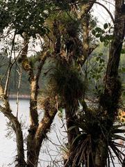 Tillandsia punctulata