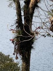 Tillandsia punctulata