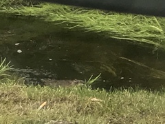 Ondatra zibethicus