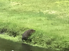 Ondatra zibethicus