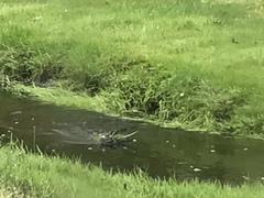 Ondatra zibethicus