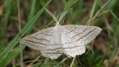 Perconia strigillaria