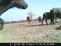 Syncerus caffer brachyceros