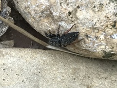 Metacyrba