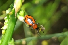 Crioceris quinquepunctata