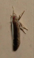 Stenocranus brunneus