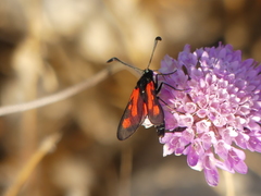 Zygaena punctum